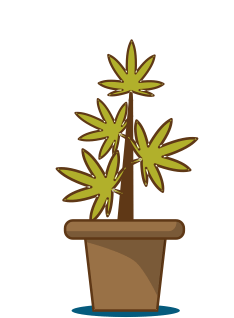 flower-stage-plant