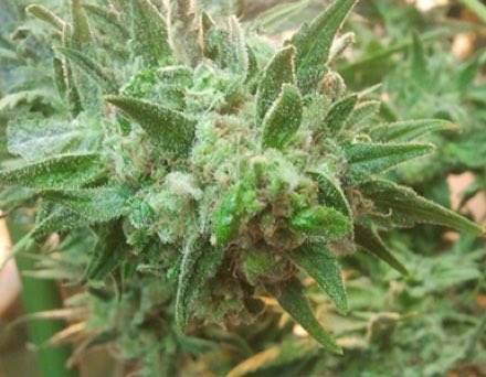 mk ultra