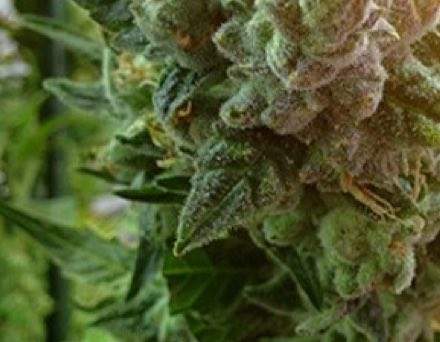 romulan