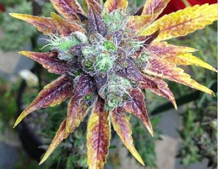 triple diesel