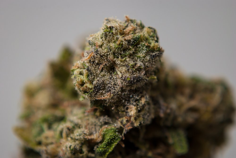 The Best Hybrid Strains | Chronic Therapy