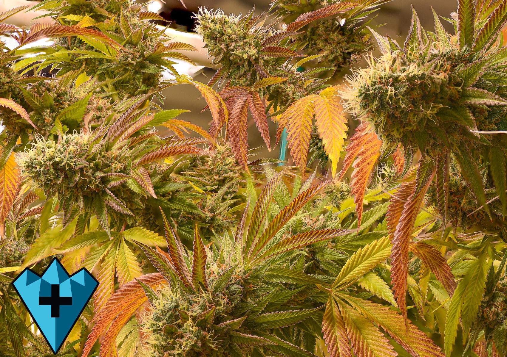 Golden Goat Strain Review & Origins Chronic Therapy