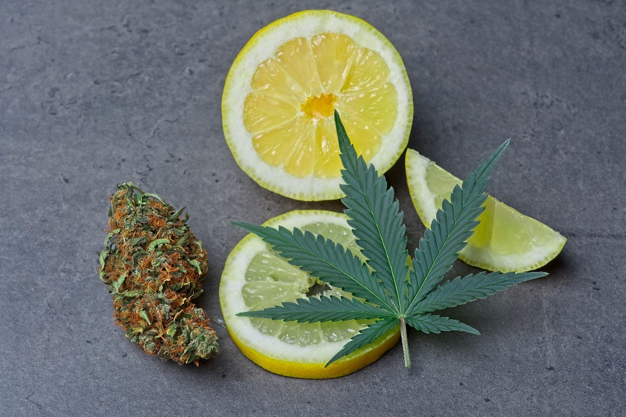 What Cannabis-Derived Terpenes Can Do for You