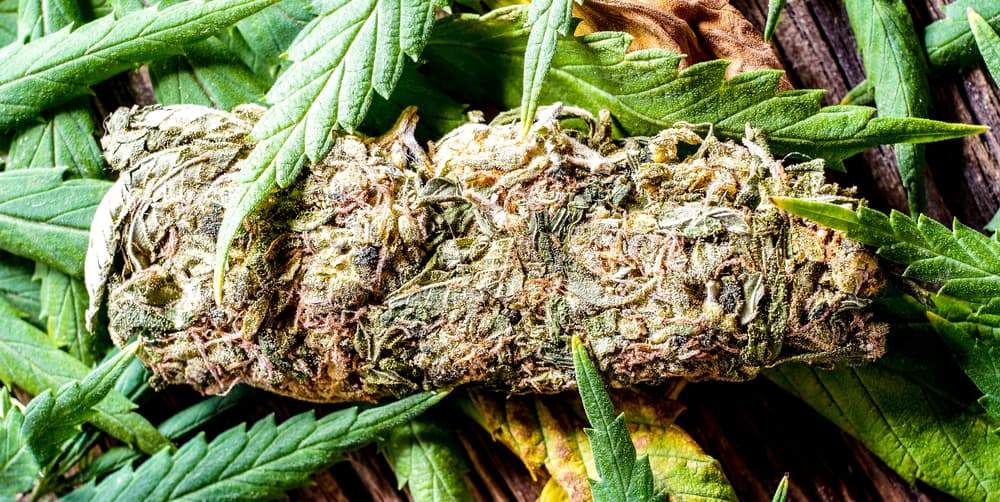 Cannabis 1