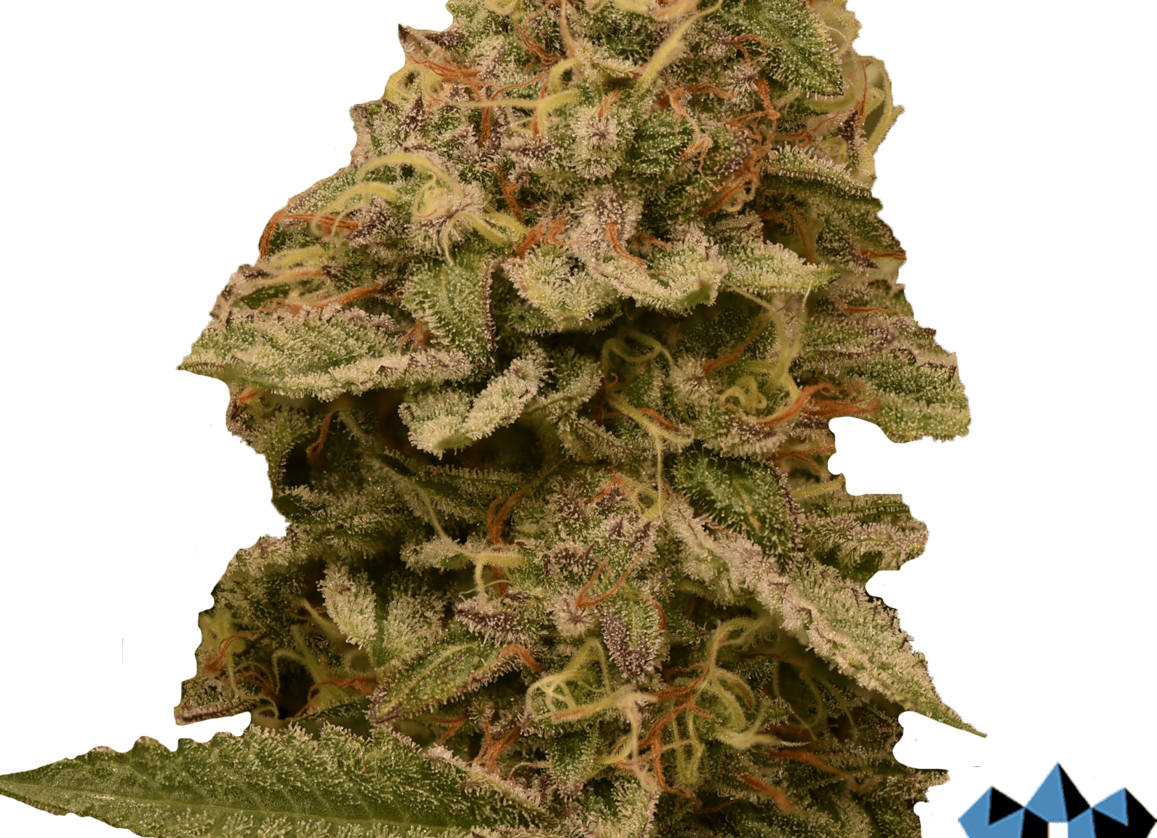 Extreme Cream Complete