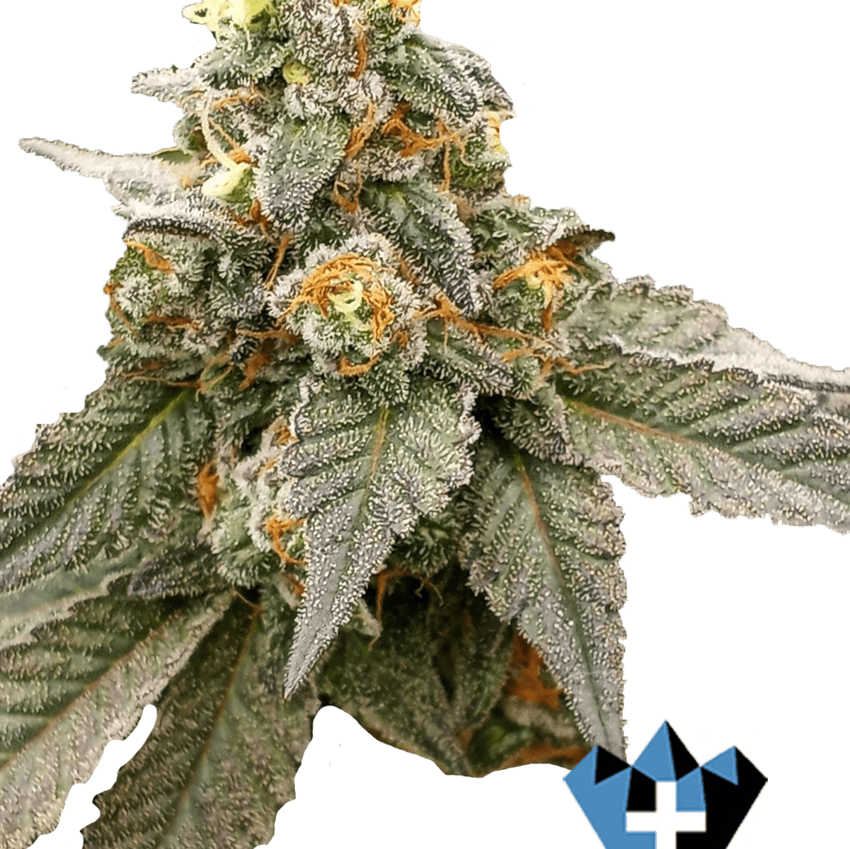 Fritter Glitter Complete