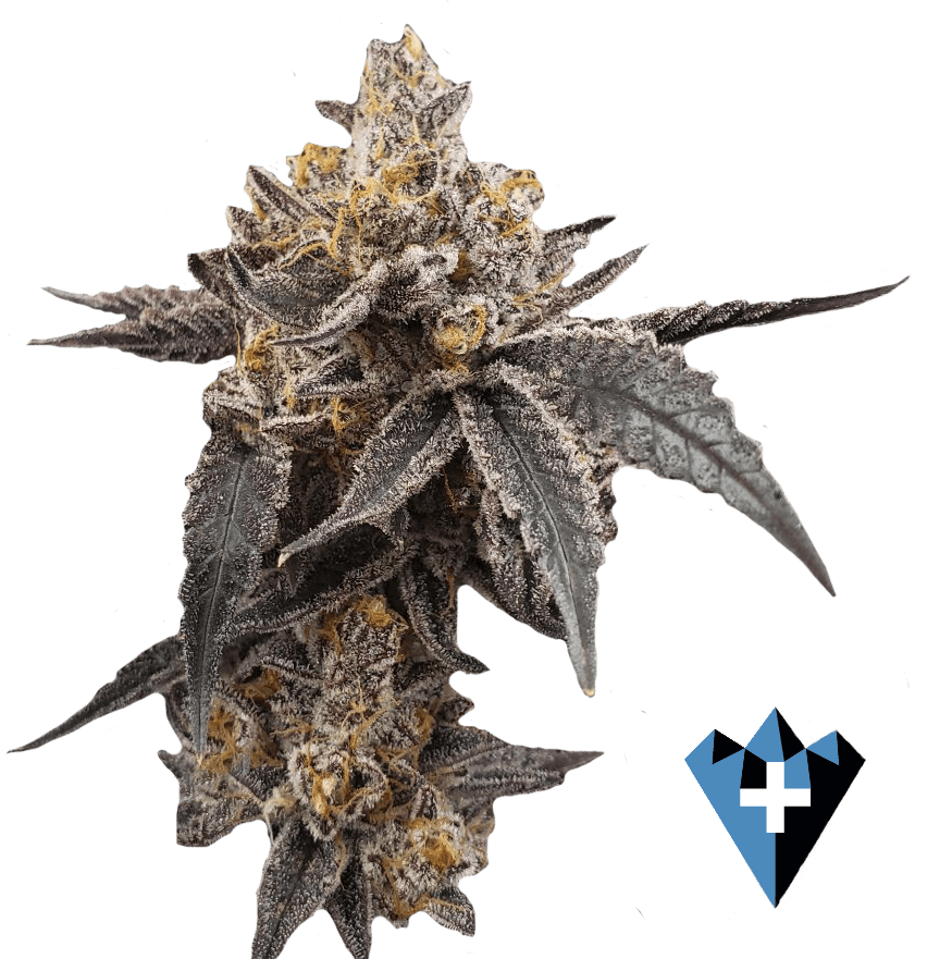 Maroon Baboon Complete