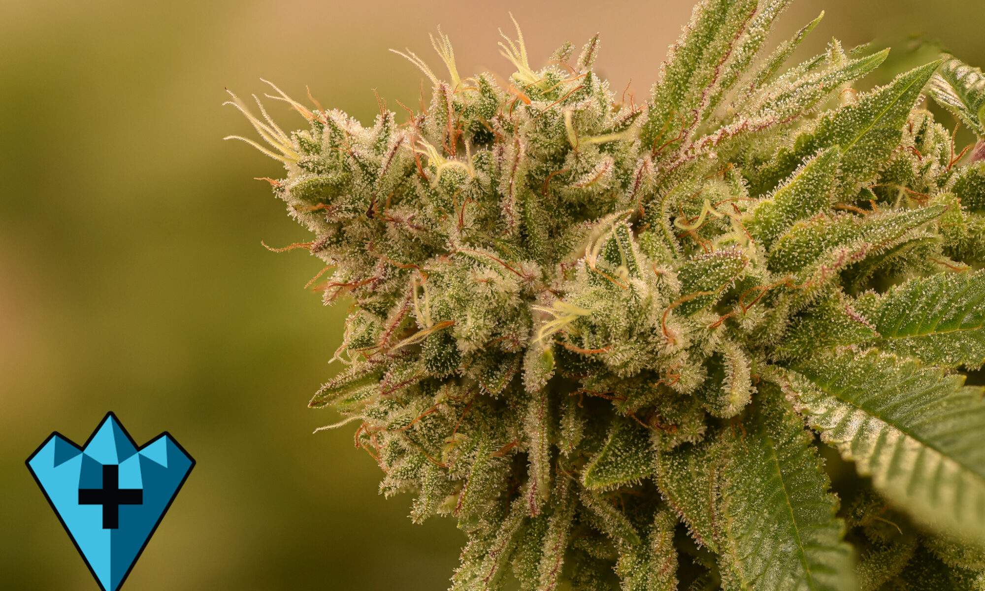 Strain Spotlight: Gorilla Glue Strain