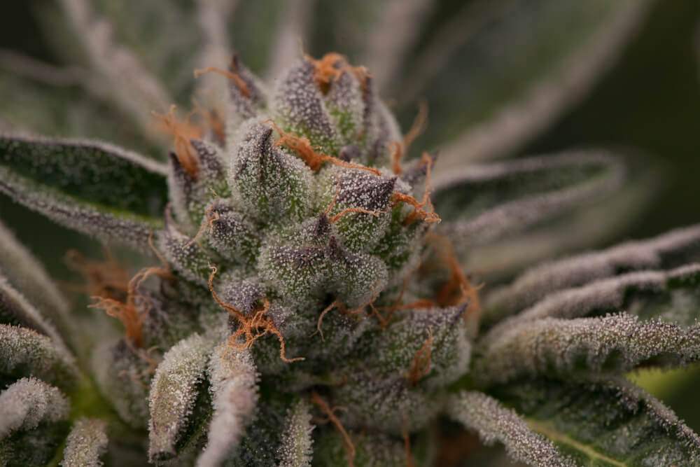 close up image of marijuana bud