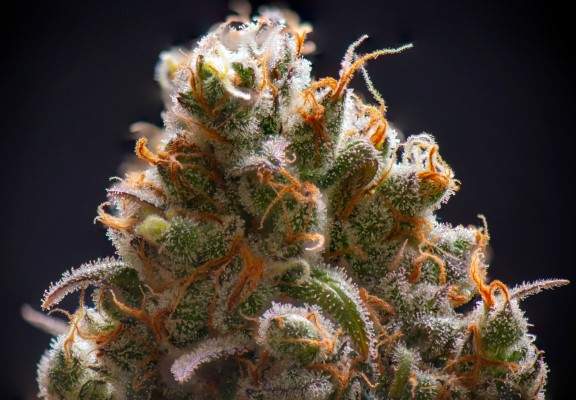 strain spotlight new york city diesel