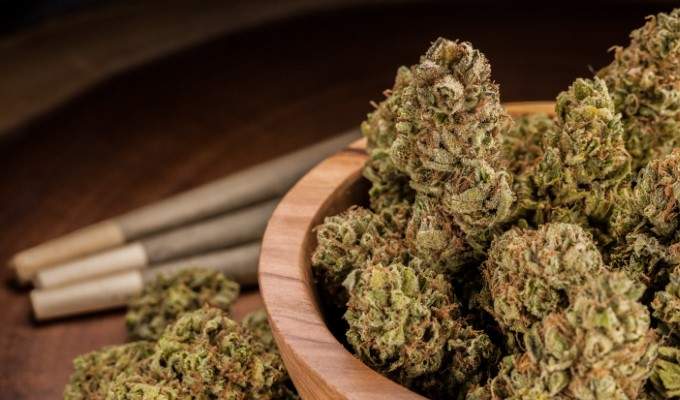 strain spotlight red dragon