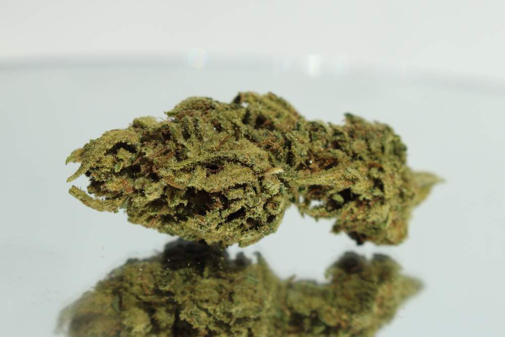 Cannabis