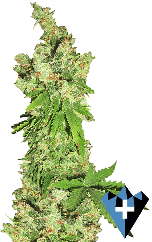 close up image of marijuana strain "Lemon OG" bud