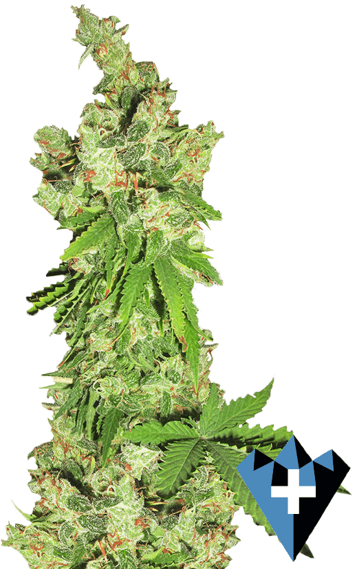 Lemon OG Complete