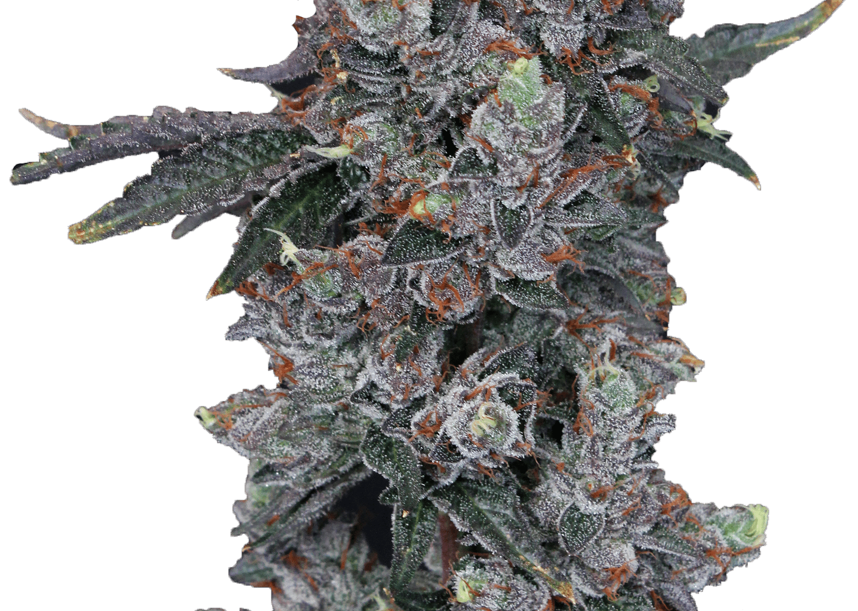 close up image of marijuana strain "Spritzer" bud