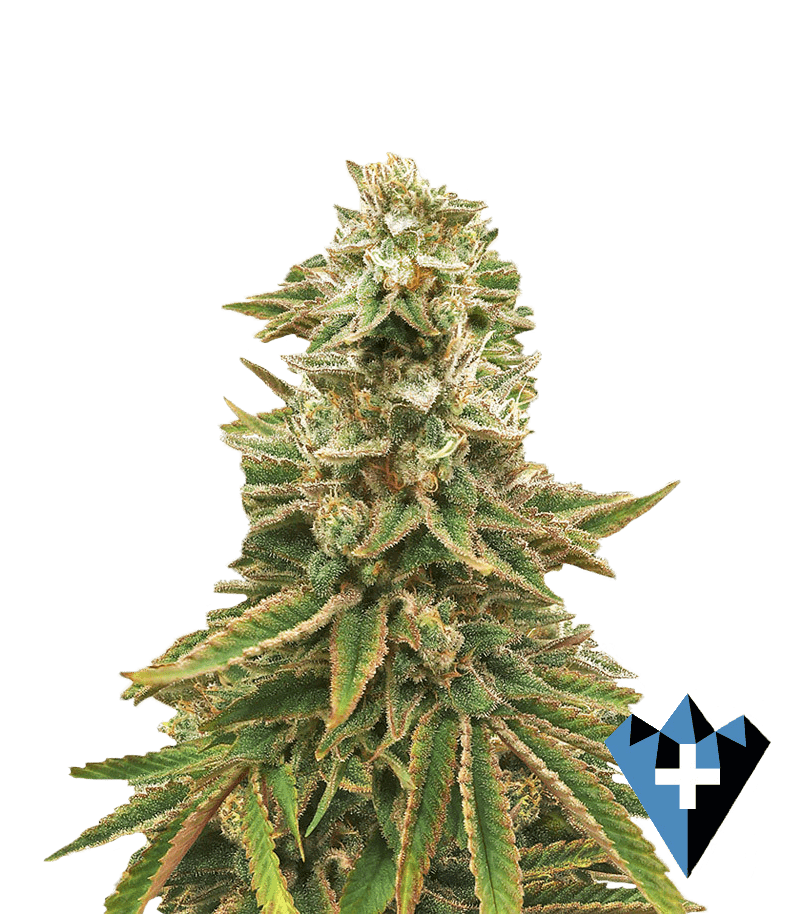close up image of marijuana bud