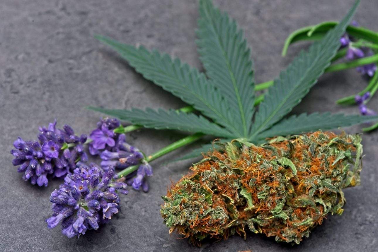 linalool-chronic-therapy-education