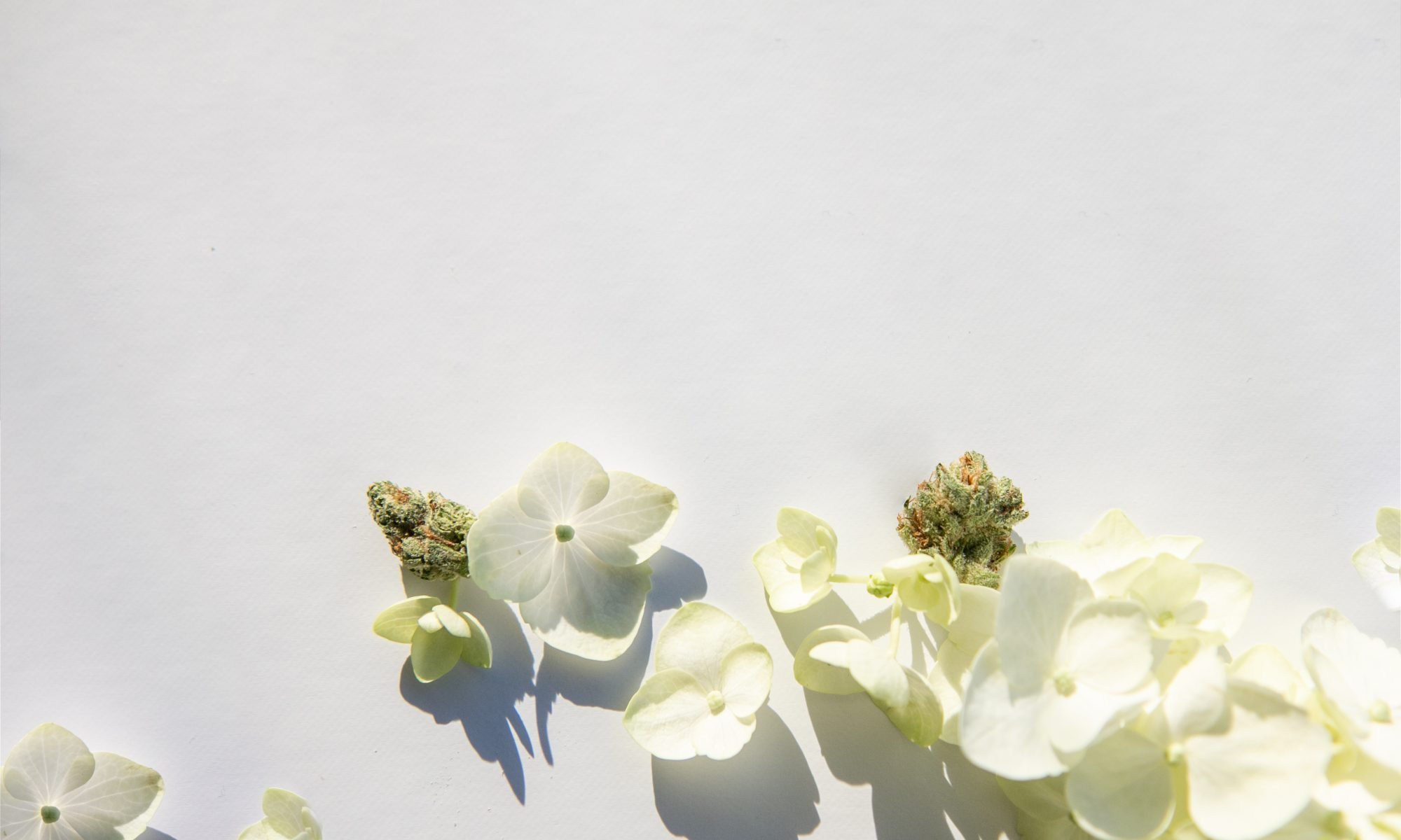 By The Cannabiz Agency cannabis flower scaled