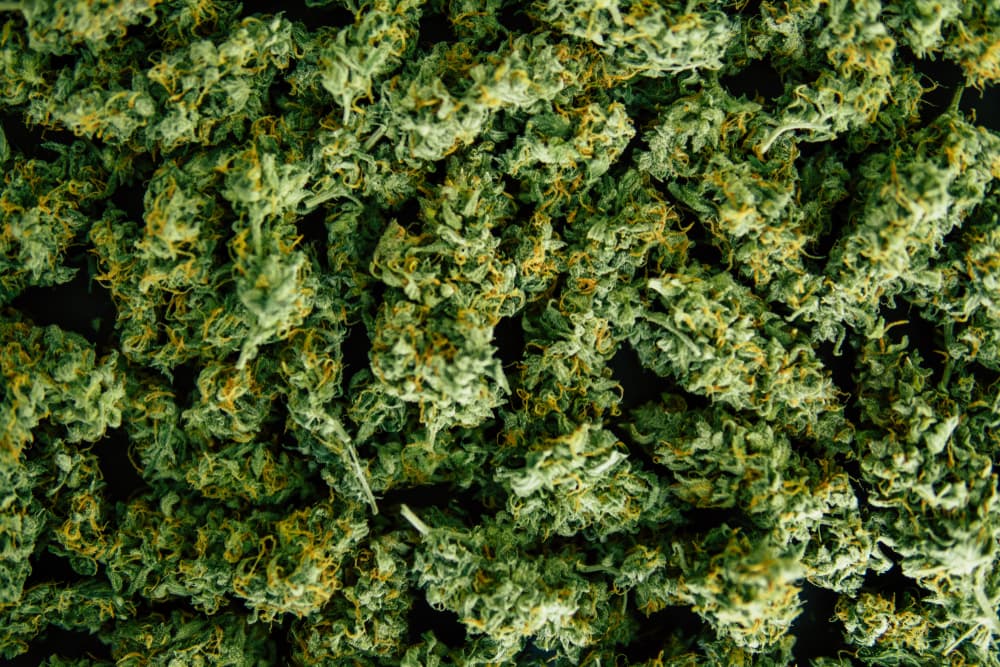 Cannabis Pile 1