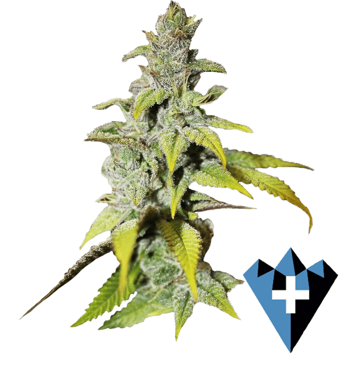 close up image of marijuana strain "Blueberry Cupcake" bud
