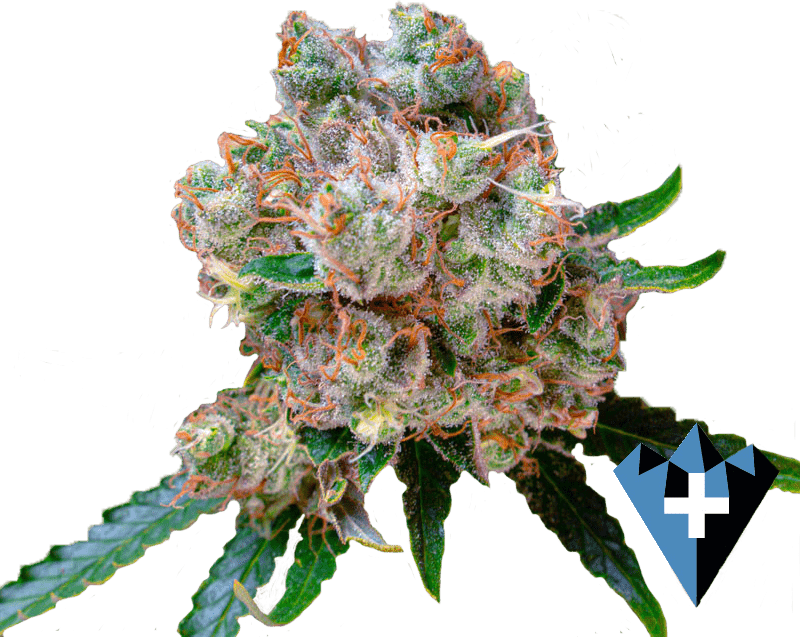 close up image of marijuana strain "sunny d" bud