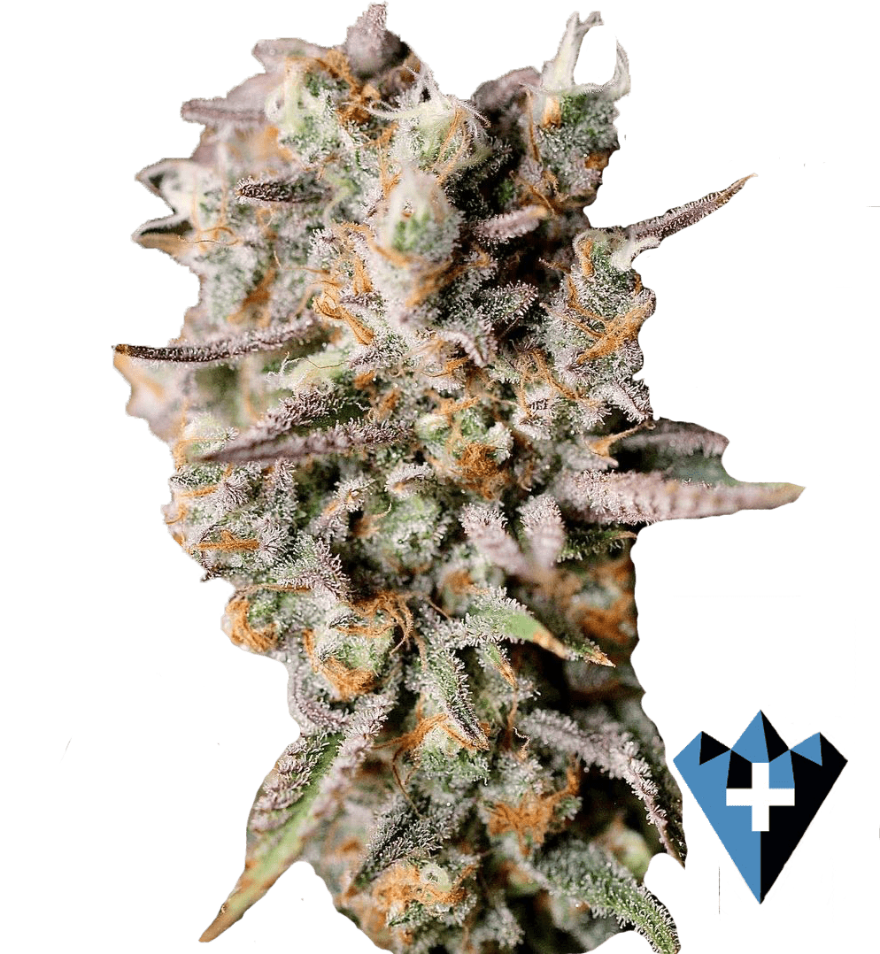 close up image of marijuana strain "tangie power" bud