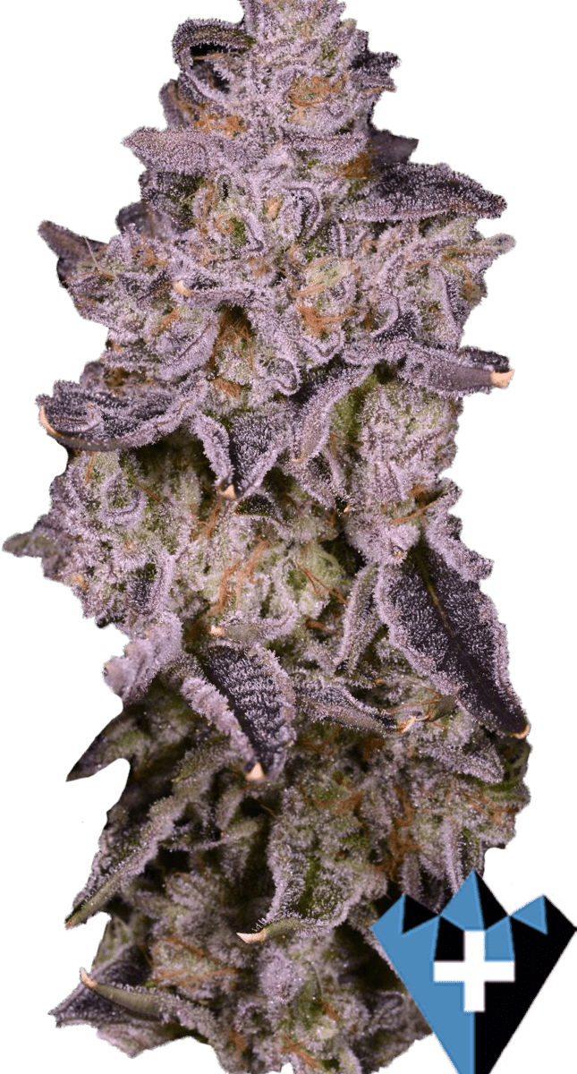 close up image of purple marijuana bud