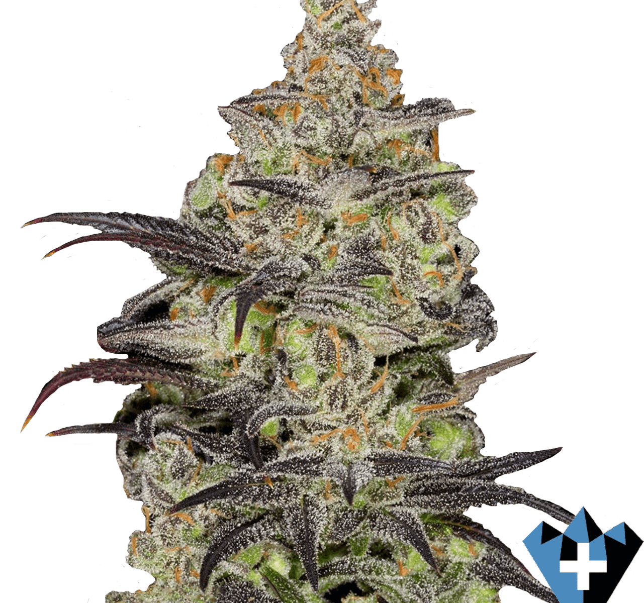 close up image of marijuana bud