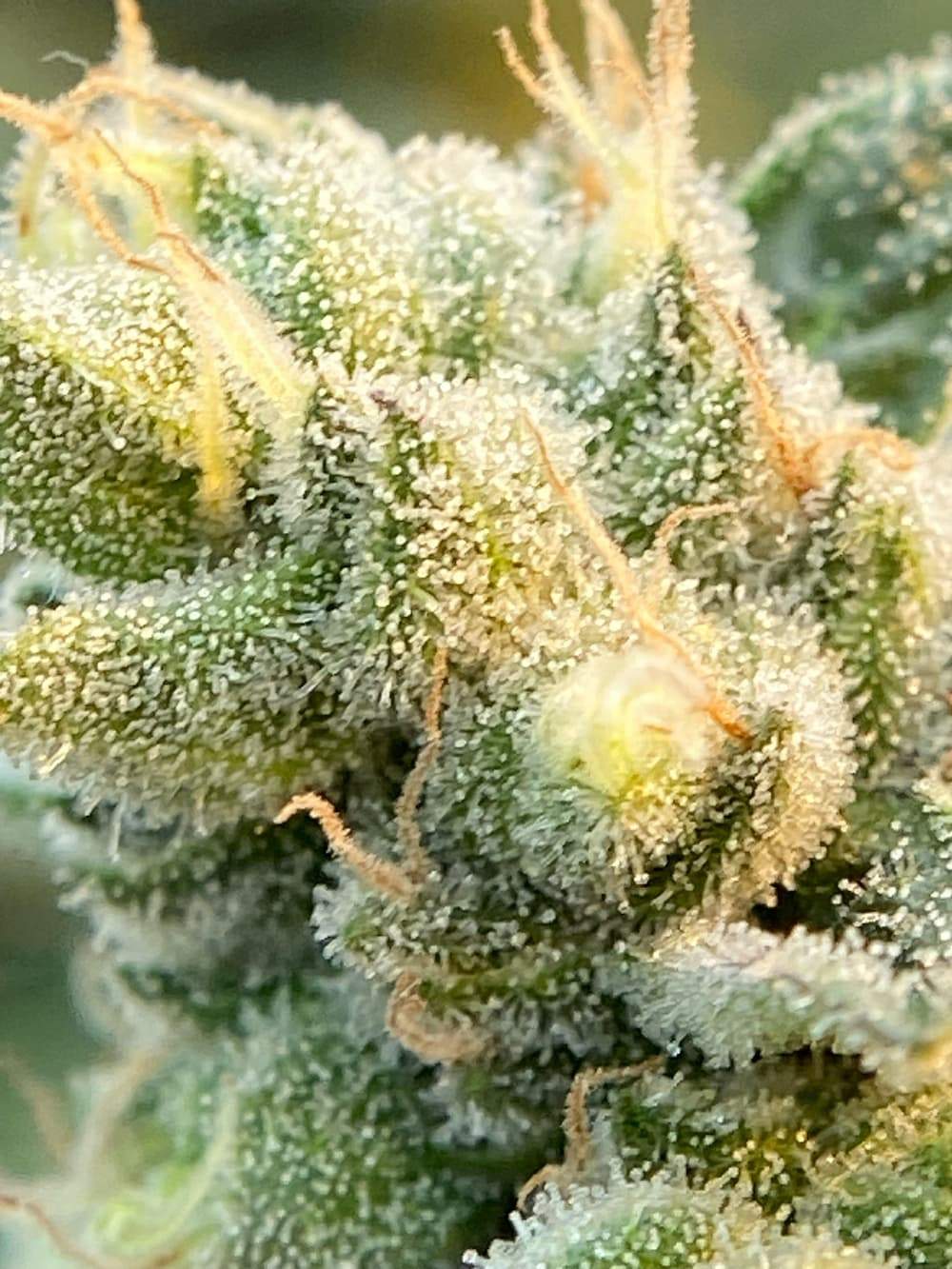close up image of motor breath flower super close up image of marijuana bud, looks frosted